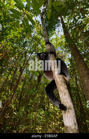 L'Indri (Indri Indri), Parc National Analamazaotra, Madagascar Banque D'Images