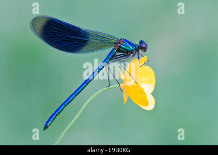 Demoiselle (Calopteryx splendens bagués), homme, perché sur une fleur de renoncule (Ranunculus), Hesse du Nord, Hesse, Allemagne Banque D'Images