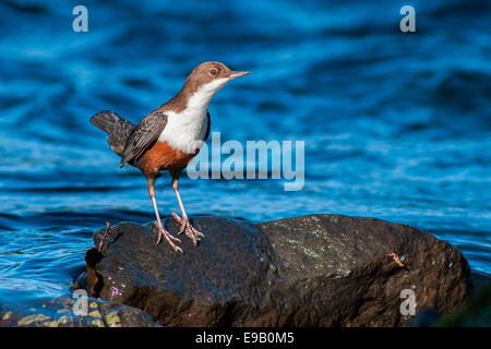 Balancier (Cinclus cinclus) sur un rocher dans l'eau, au nord de la Hesse, Hesse, Allemagne Banque D'Images