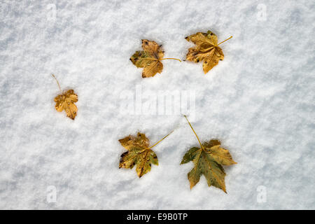 L'érable sycomore (Acer pseudoplatanus), les feuilles dans la neige, Tyrol, Autriche Banque D'Images