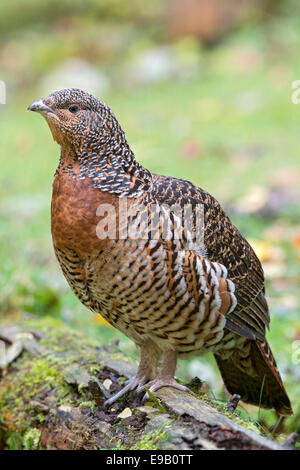 Grand Tétras (Tetrao urogallus), femme, enceinte, à l'extérieur du Parc National de la forêt bavaroise, Bavière, Allemagne Banque D'Images