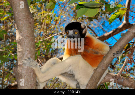 Sifaka couronné (Propithecus coronatus) sur une branche d'arbre, Mahajanga, Madagascar Banque D'Images