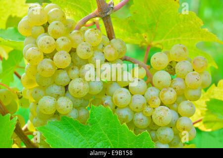 Raisins mûrs, Riesling, divers Rems Vallée, Bade-Wurtemberg, Allemagne Banque D'Images