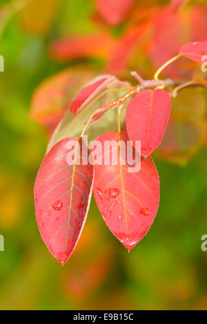 L'Amélanchier (Amelanchier laevis Allegheny), feuilles colorées en automne, Bade-Wurtemberg Banque D'Images