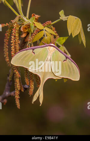 Luna Moth mâle sur l'Mockernut Hickory tree. Congaree National Park, SC, spirng. Banque D'Images