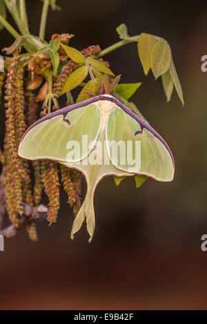 Luna Moth mâle sur l'Mockernut Hickory tree. Congaree National Park, SC, spirng. Banque D'Images