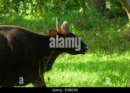 Un Indien sauvage Gaur, le plus grand du bétail dans le monde. Banque D'Images