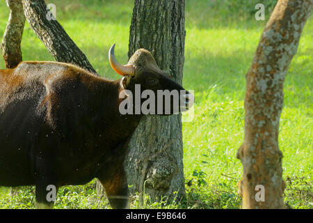 Un Indien sauvage Gaur, le plus grand du bétail dans le monde. Banque D'Images