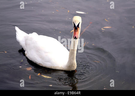 Un bouton mute swan (Cygnus olor) fixant l'appareil photo sur le quai à Christchurch, Dorset, England, UK. Banque D'Images