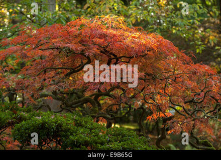 L'érable japonais dans le jardin japonais du parc Clingendael, La Haye, Hollande méridionale, Pays-Bas. Couleurs d'automne en abondance. Banque D'Images