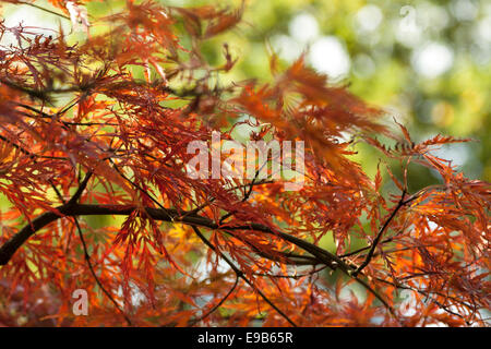 Acer palmatum dans le jardin japonais du parc Clingendael, La Haye, Hollande méridionale, Pays-Bas. Couleurs d'automne en abondance. Banque D'Images