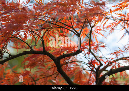 Acer palmatum dans le jardin japonais du parc Clingendael, La Haye, Hollande méridionale, Pays-Bas. Couleurs d'automne en abondance. Banque D'Images