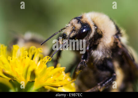 Macro d'un bourdon pollinisateur, un pissenlit fleur jaune Banque D'Images