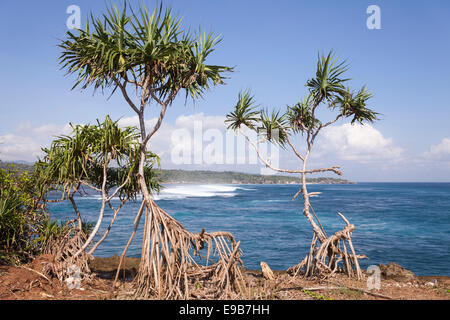 Pandanus arbres croissant sur l'autre, [] Nusa Lembongan, à Bali, Indonésie Banque D'Images