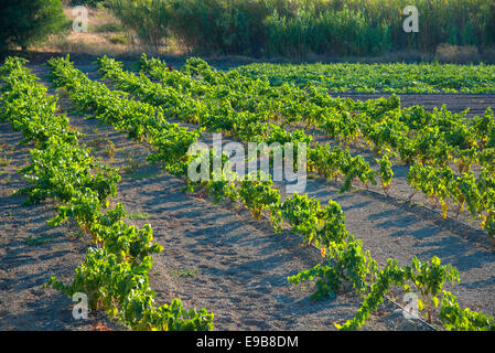 Vignoble à Milos Grèce Banque D'Images