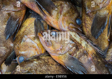 Morue de roche fraîche au marché de poisson de Chinatown, Vancouver, Colombie-Britannique, Canada. Banque D'Images