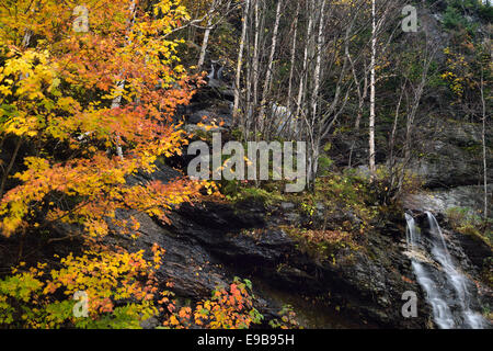 D'érable et de bouleau arbres en automne à un ruisseau de montagne cascade de madonna pic à smugglers notch road new york usa Banque D'Images