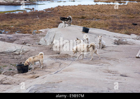 Les chiens de traîneau au Groenland en été. En été, les chiens sont habituellement mis sur les cils et laissé à l'extérieur en tout temps Banque D'Images