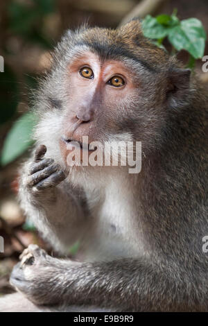 Portrait de singe, 'macaque à longue queue' 'Macaca fascicularis', [] Forêt des Singes d'Ubud, Bali, Indonésie Banque D'Images