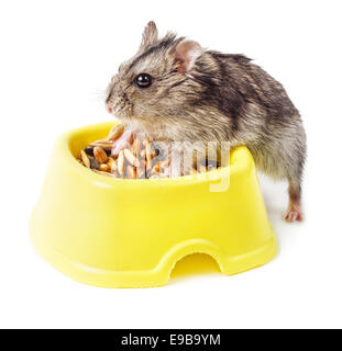 Hamster nain mangeant de bol jaune isolé sur fond blanc Banque D'Images