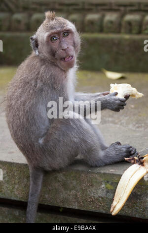 [Monkey eating banana], 'macaque à longue queue' 'Macaca fascicularis', [] Forêt des Singes d'Ubud, Bali, Indonésie Banque D'Images