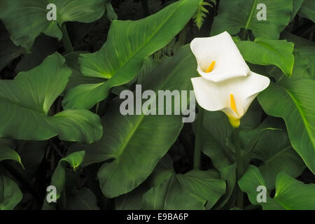 Zantedeschia aethiopica fleurs Kalla arum blanc Banque D'Images