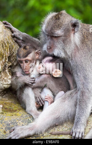 Singe mignon, 'macaques à longue queue' 'Macaca fascicularis', [] Forêt des Singes d'Ubud, Bali, Indonésie Banque D'Images