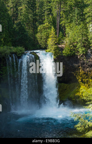 Koosah Falls, rivière McKenzie, forêt nationale de Willamette, Oregon. Banque D'Images