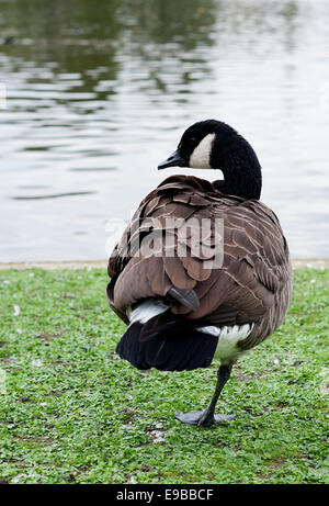 Oie cendrée avec excellent équilibre debout sur une jambe près du lac, dans Regents Park, Londres. Banque D'Images