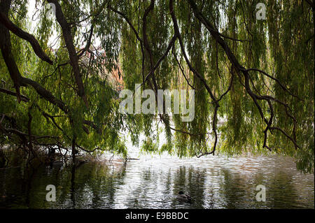 Merveilleuse scène de beaux arbres surplombant le lac de Regents Park. Banque D'Images