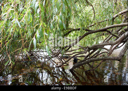 Merveilleuse scène de beaux arbres et branches de saule surplombant le lac de Regents Park. Banque D'Images