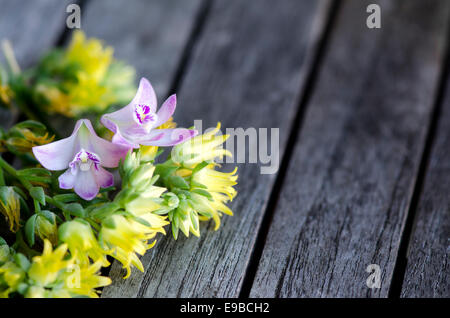 Chez les orchidées fleurs succulentes jaune sur les conseils rustique Banque D'Images