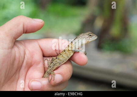 lézard à la main Banque D'Images