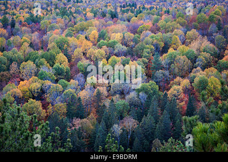 Les arbres des forêts d'automne vu du sentier d'observation dans le parc provincial Algonquin, au Canada. Banque D'Images