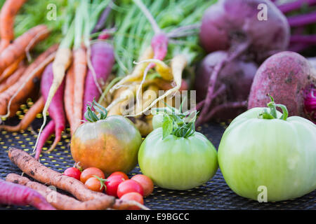 Des légumes biologiques cultivés dans l'arrière-cour, récoltés à l'automne Banque D'Images