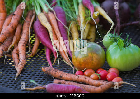 Des légumes biologiques cultivés dans l'arrière-cour, récoltés à l'automne Banque D'Images