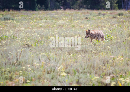 Coyote sauvage la chasse au petit-déjeuner dans la prairie du Grand Teton National Park dans le Wyoming Banque D'Images