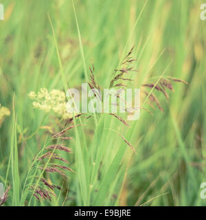 Herbes de printemps dans un pré Banque D'Images