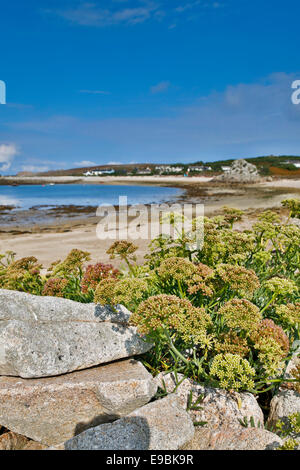 Rock Samphire ; Crithmum maritimum ; Bryher : îles Scilly ; UK Banque D'Images