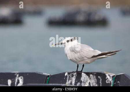 Sterne caugek Sterna ; sandvichensis ; adulte ; automne ; UK Banque D'Images