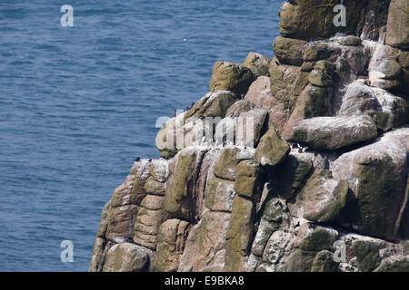 Les oiseaux de mer sur le chevalier armé ; Land's End, Cornwall, UK Banque D'Images