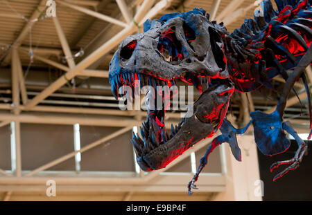 Munich, Allemagne. 24 Oct, 2014. Le squelette d'un Tyrannosaurus rex (T-rex) le voyant est allumé en bleu et rouge lumière pendant l'exposition « MUNICH Show Minéraux Day' à Munich, Allemagne, 24 octobre 2014. Selon les organisateurs, le squelette du T-rex est le premier squelette original complet à l'écran en Europe. L'exposition 'Meteoriten - Das le destin d'der Dinosaurier" (météorites - le sort des dinosaures), qui est takeing place comme partie du Show de Munich se poursuit jusqu'à ce jour des minéraux 26 octobre 2014. Photo : Sven Hoppe/dpa/Alamy Live News Banque D'Images