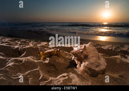 Lever de soleil sur la plage. Gros plan sur les coquilles. Banque D'Images