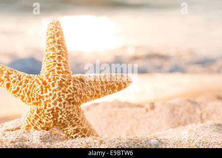 Lever de soleil sur la plage. Les étoiles de mer Banque D'Images