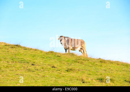 Vache sur pente de mountain meadow contre ciel bleu clair Banque D'Images
