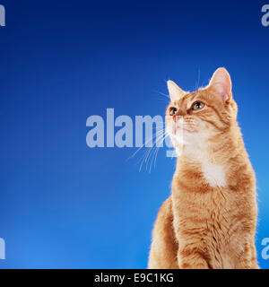 Aîné (10 ans) de gingembre domestique chat assis en face de fond bleu. Copie de l'espace sur le côté gauche. Banque D'Images