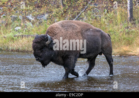 Bison américain bull river crossing Banque D'Images