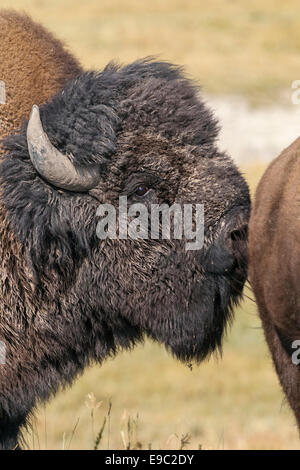 American bison femelle bull parfumer Banque D'Images