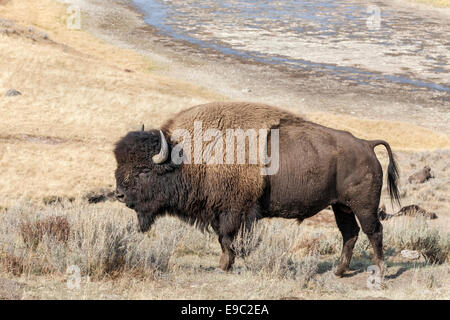 American bison mâle sur l'ornière guard Banque D'Images