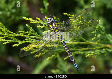 Le sud de Hawker libellule, Macro sur evergreen tree branch Banque D'Images